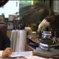 Un águila americana  llamada Tío Sam ataca a Donald Trump durante una sesión de fotos [En]