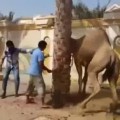 Musulmanes intentando sacrificar un camello [NSFW]