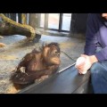Orangután en el zoo de Barcelona se parte de risa después de ver un simple juego de magia