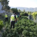 Una policía local de Valencia, detenida por cultivar 300 plantas de marihuana