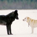 Vio impotente cómo un lobo salvaje se acercaba a su perro. Entonces ocurrió algo INCREÍBLE