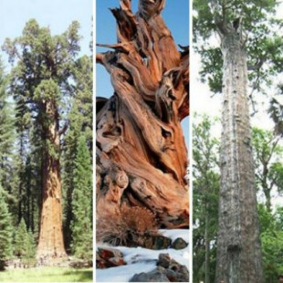 Estos son los 9 árboles más viejos del mundo