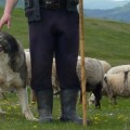 Mientras tanto en Rumania: Pastores se enfrentan a policías por restricción a número de perros ovejeros