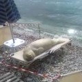 Un león marino toma el sol en un hamaca de pago con todo el morro