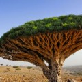 Así es Socotra, la isla de las especies perdidas (y muy, muy raras)