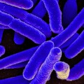 Experto en antibióticos advierte, es "demasiado tarde" para detener una crisis global por superbacteria (Eng)
