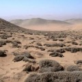La rara especie del desierto Atacama que se alimenta de neblina