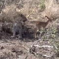 El leopardo que no quiso comerse a la cría de impala