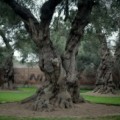Con 400 años, los olivos virreinales de Lima sobreviven entre el bullicio urbano