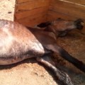 Una asociación animalista con 60 caballos maltratados pide ayuda poder darles de comer