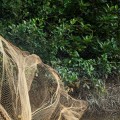 El rastro del langostino que va de Tailandia a tu mesa: trabajo esclavo y contaminación