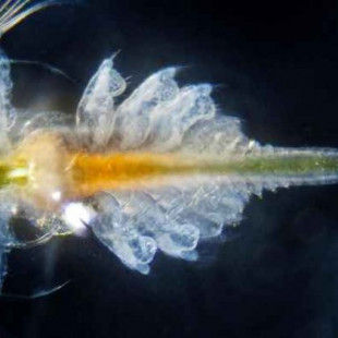 El camarón de la salmuera,prácticamente indestructible