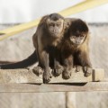 Los primates del mayor santuario de España, en riesgo de desahucio (fotogalería)