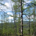 Los bosques de España y Siberia se sincronizan por el cambio climático