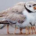 Aves cuidando a sus crías