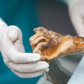 Ötzi, el hombre del hielo, escondía un secreto evolutivo en su estómago
