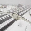 Las cámaras de tráfico de Montreal capturan una maravillosa imagen de un búho de las nieves [eng]