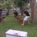 El club de la pelea:  vida de perros