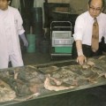 El japonés que coleccionó 2.000 tatuajes arrancados de cadáveres