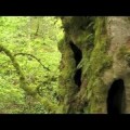 La historia del bosque de Muniellos "el mayor robledal de España"