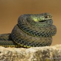 Las 5 serpientes venenosas de España