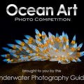 Las imágenes ganadoras en el concurso de fotografía bajo en agua el pasado año