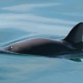 La ‘cocaína del mar’ está acabando con los últimos ejemplares de vaquita marina