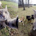 El gato que se hace selfies con perros