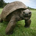 Este es Jonathan, el animal terrestre más viejo de la Tierra