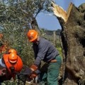 Investigadores italianos son acusados formalmente de introducir la bacteria Xylella que arrasa los olivos en Europa