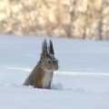 La ardilla que se zambulle en la nieve para conseguir bellotas