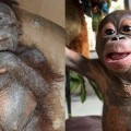 Nueva vida para Gito, un bebé orangután maltratado