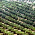 Los 64 millones de olivos jiennenses, el mayor bosque humanizado del planeta