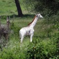 Encuentran una jirafa blanca en un parque nacional de Tanzania [ENG]