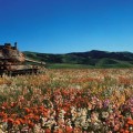 La paz en forma de tanques de guerra devorados por la naturaleza