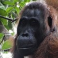 Un asesinato coordinado entre orangutanes sorprende a los antropólogos