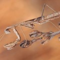 Encuentran en una laguna de Alcázar de San Juan una mantis que podría ser única en el mundo