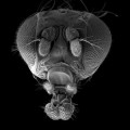 Evolución detectada en moscas que han vivido en la oscuridad total durante más de 1.500 generaciones