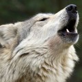 Descubren que los aullidos de los lobos tienen varios dialectos y hasta 21 mensajes diferentes