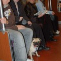 Los perros podrán entrar en toda la red de Metro de Madrid