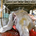 La inesperada razón por la que Japón sigue cazando ballenas