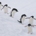 150 000 pingüinos mueren al bloquear un iceberg el acceso al mar de su colonia [ENG]