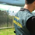 La ruta ilegal del halcón: De Asturias a Zamora hasta Riad por 50.000 euros