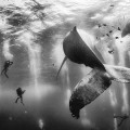 20 Majestuosas fotos de ballenas para celebrar el Día Mundial de la Ballena