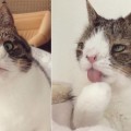 Monty, el gato con síndrome de Down que enternece a la Red