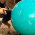 Mascotas que han crecido con juguetes, el antes y el después