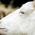 Por qué los estómagos de las cabras pueden ser clave para el éxito del combustible del futuro