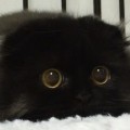 Gato con los ojos más grandes del mundo [ENG]