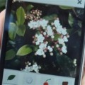 Franceses lanzan el “Shazam” de las plantas: Plantnet