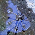 Descubren una nueva especie de araña australiana que sabe nadar y atrapa peces [EN]
